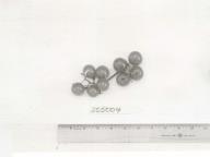 Click for 1 image(s) for this accession. FRUIT